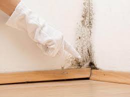 Environmental Consulting for Mold Prevention in Payson, IL